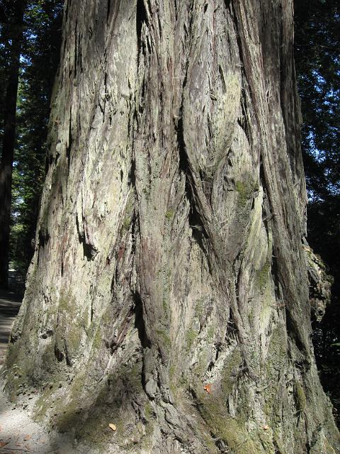 Bolan Mt & Redwoods-145.JPG - Howland Hill Road